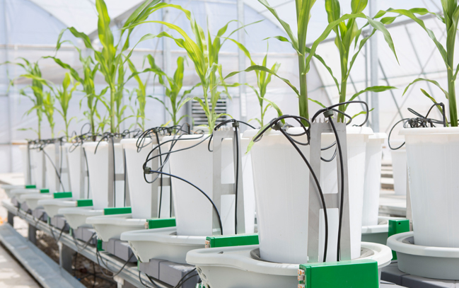 Corn in white pots.jpg